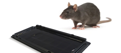 Trampas adhesivas para ratones