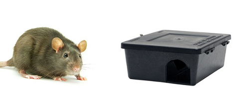 Caja cebadora para ratas